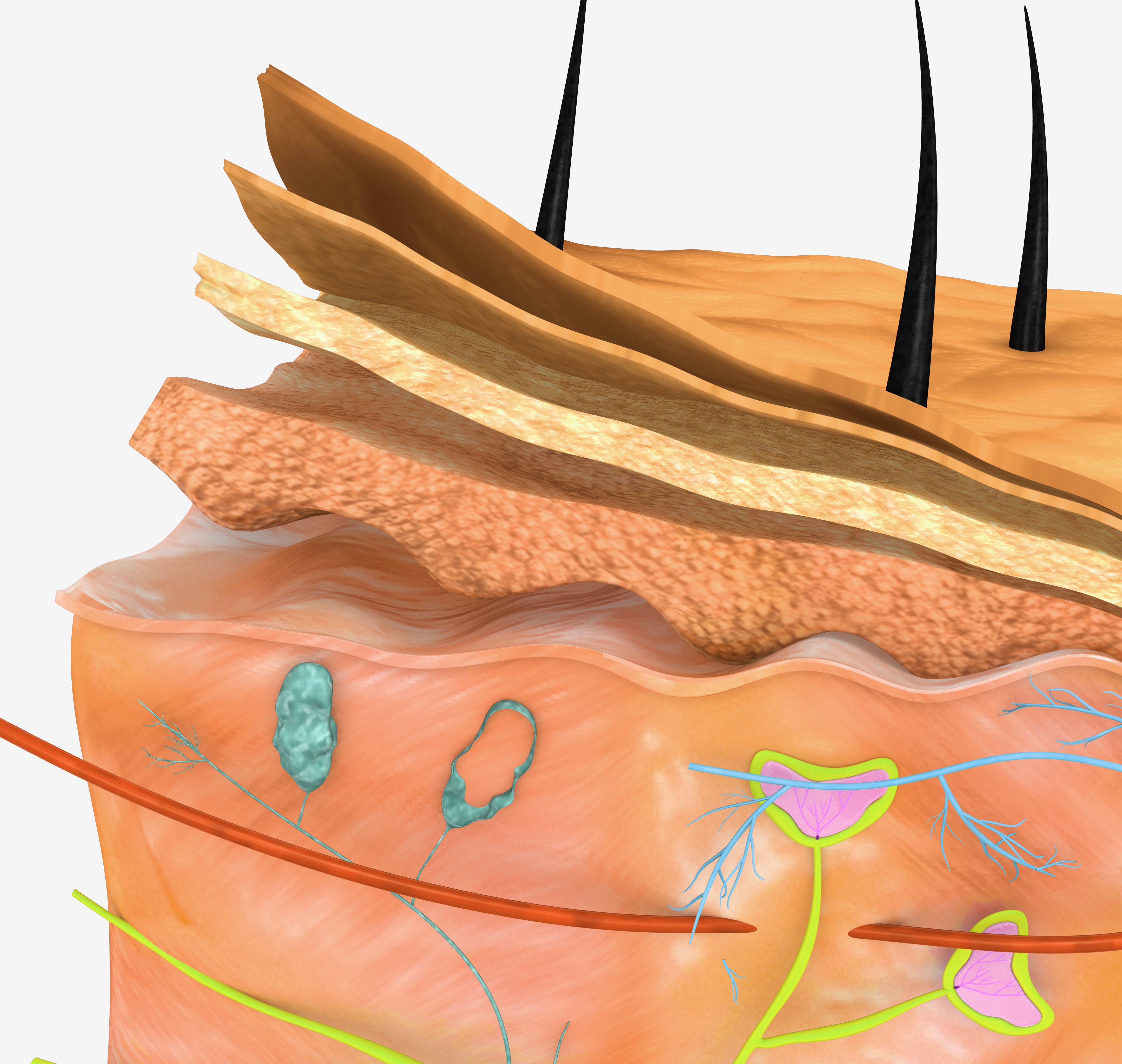 Skin anatomy